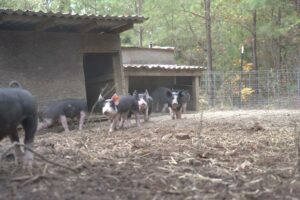 People learning about pigs
